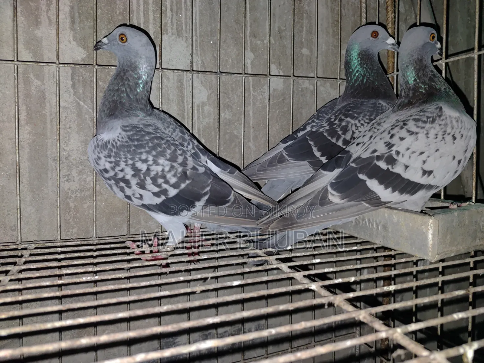 1 pair Racer Pigeon