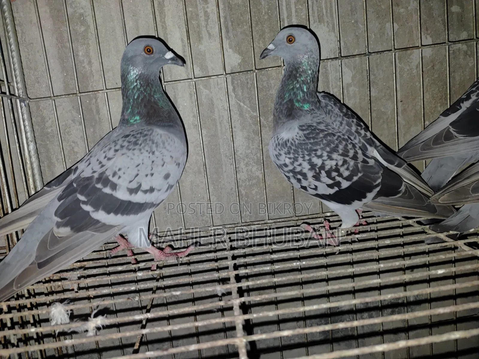 1 pair Racer Pigeon