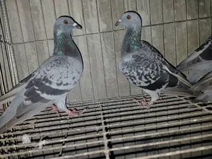 1 pair Racer Pigeon