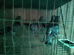 1 pair Racer Pigeon