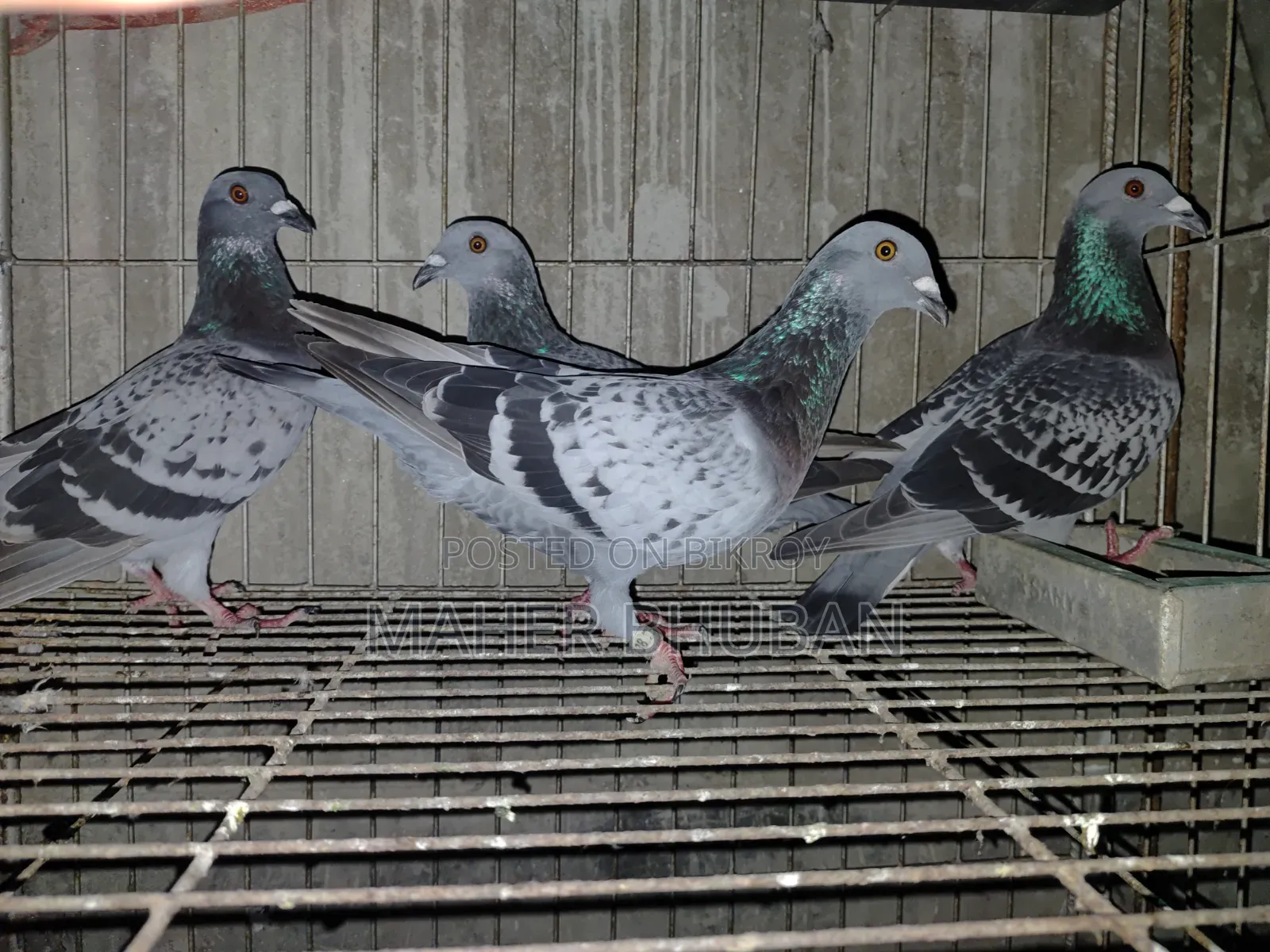 1 pair Racer Pigeon