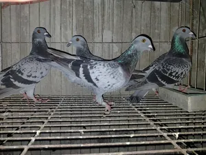 1 pair Racer Pigeon