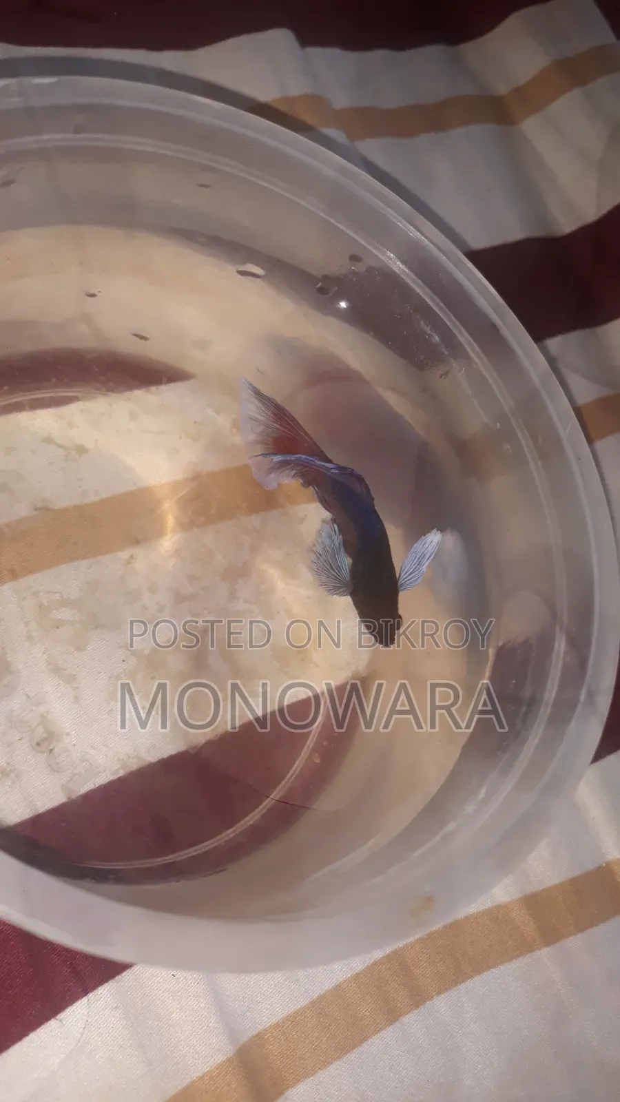 Fighter Fish, aquarium fish.
