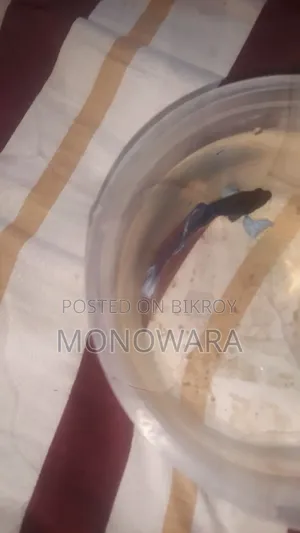 Fighter Fish, aquarium fish.