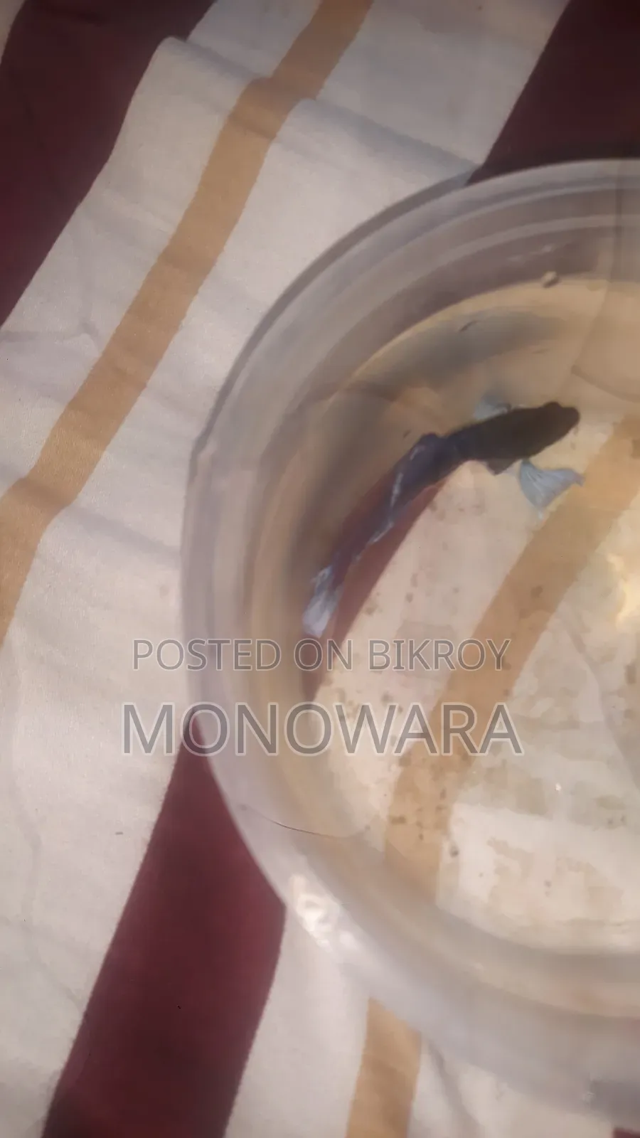 Fighter Fish, aquarium fish.