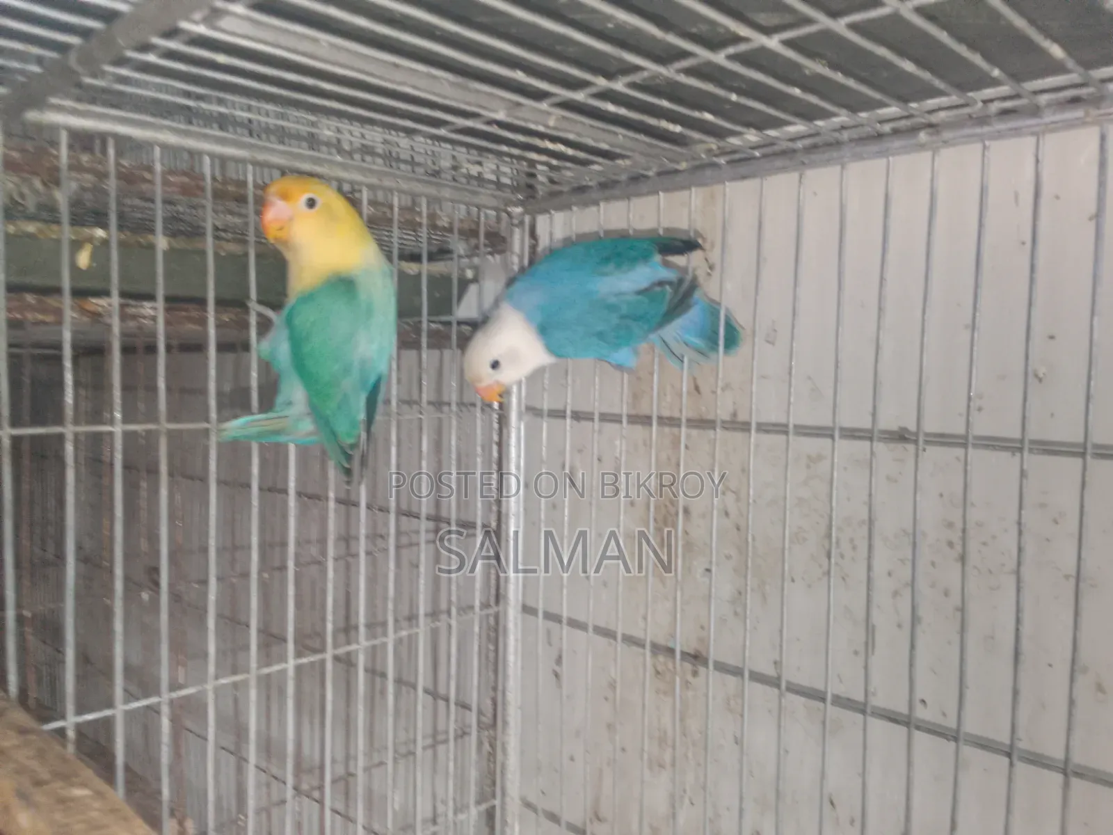 Love Birds
