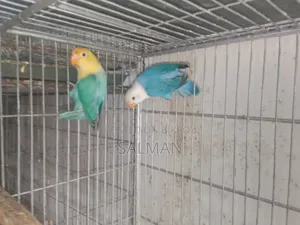 Love Birds