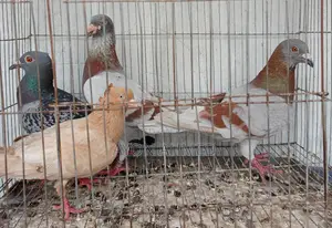 Pigeon 4 Peice