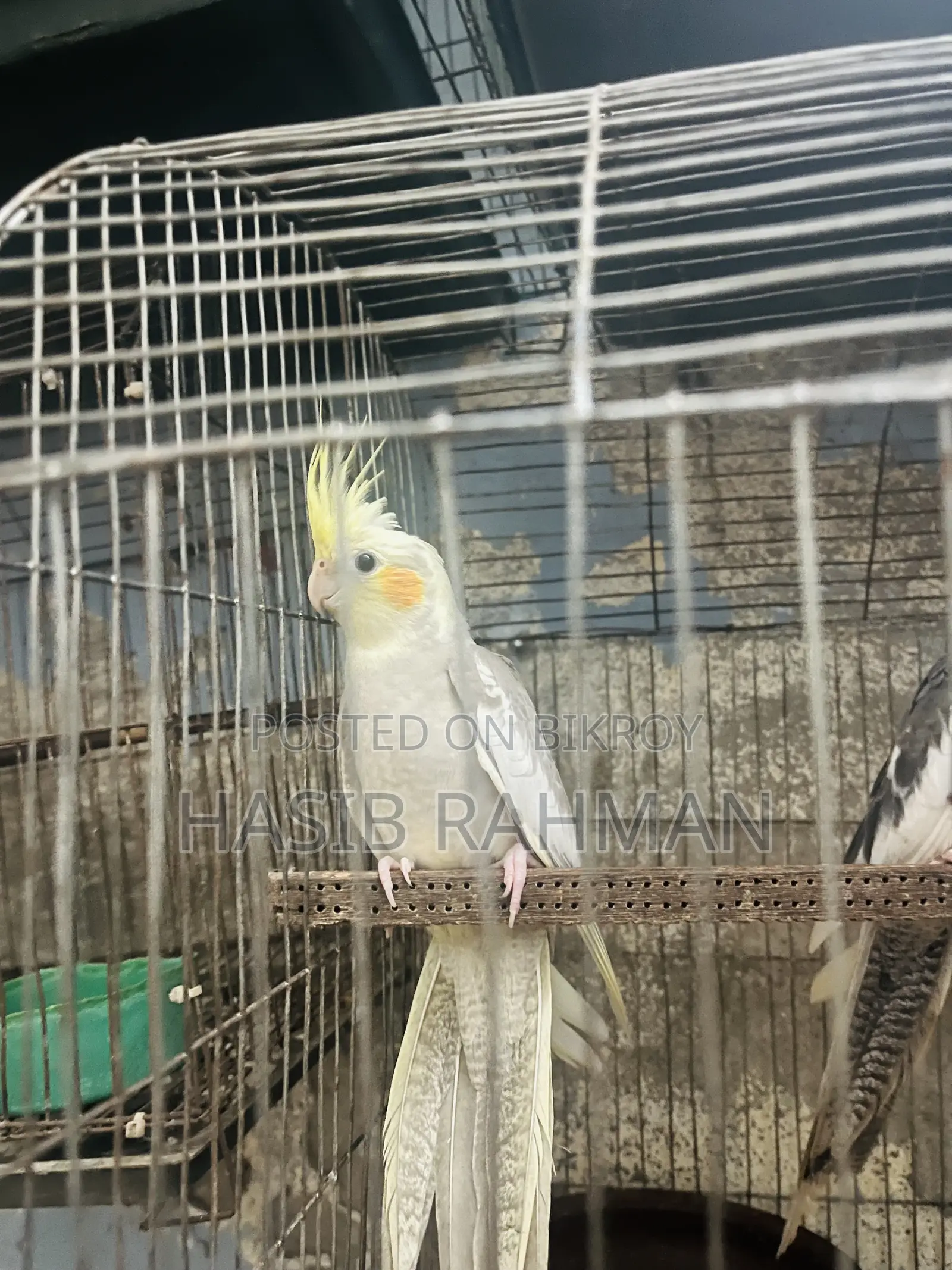 Cockatiel Bird