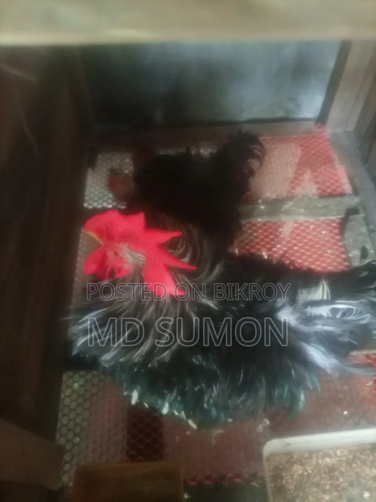 Frizzle chicken for sale, currently laying eggs