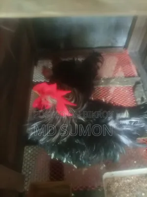 ফ্রিজেল মুরগী বিক্রি হবে রানিং ডিম দিতেছে