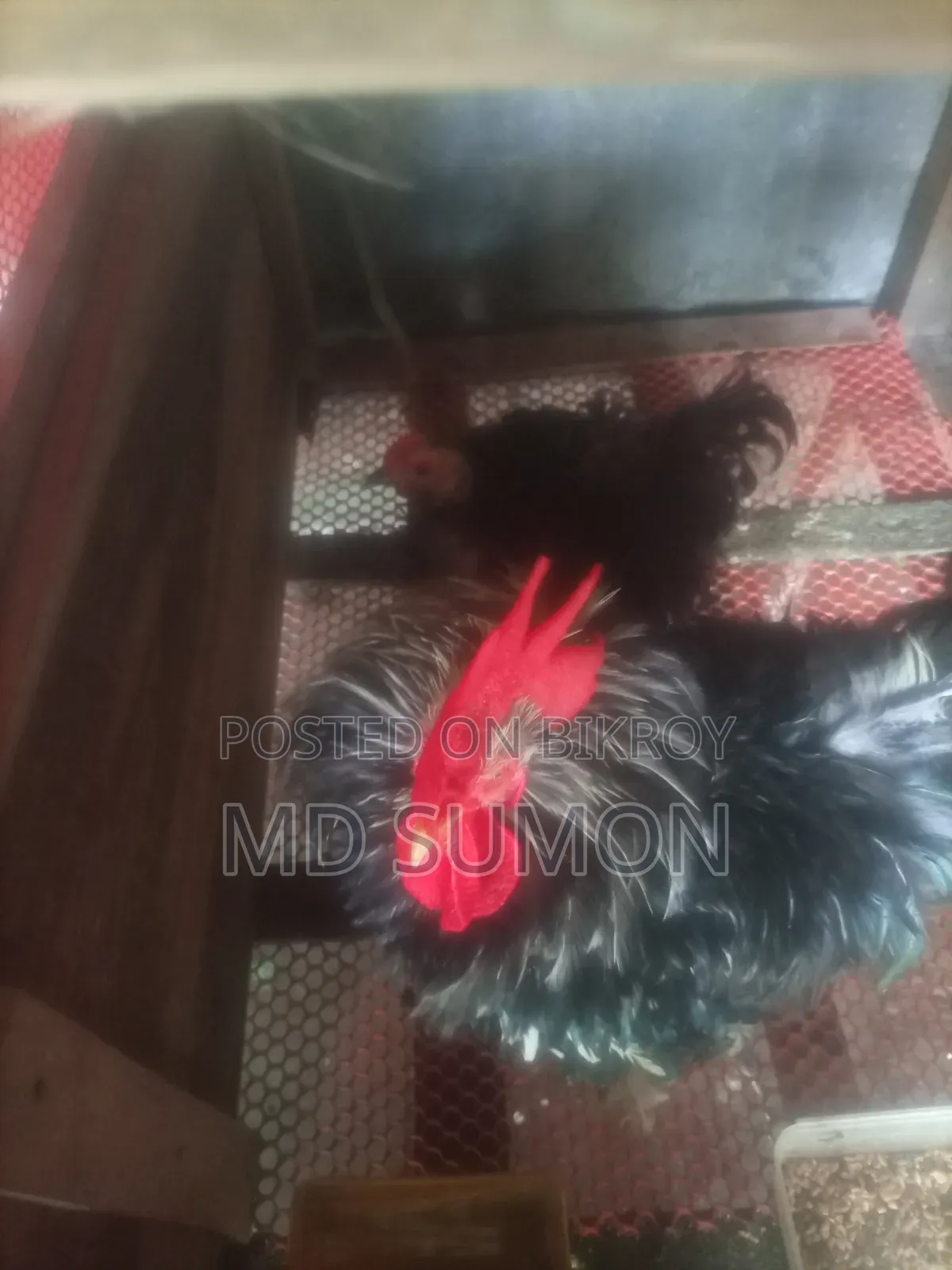 Frizzle chicken for sale, currently laying eggs