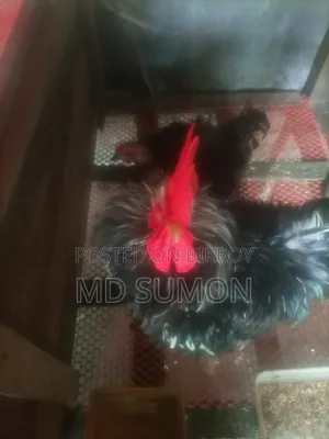 Frizzle chicken for sale, currently laying eggs