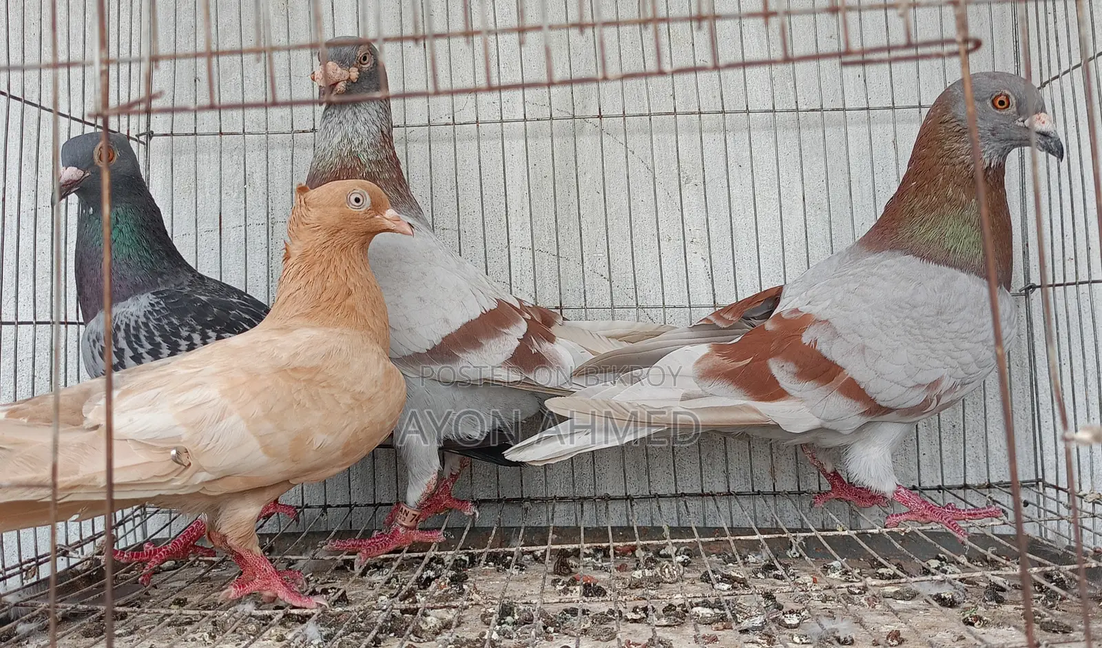 Pigeon 4 Peice