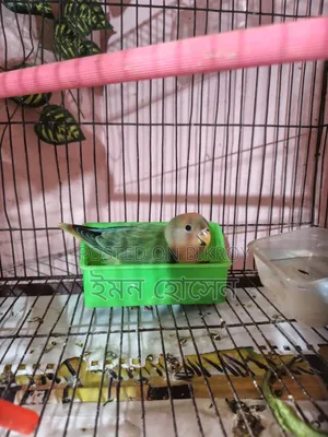 Love Bird Self Feed Baby