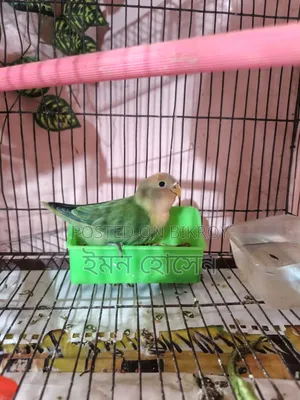 Love Bird Self Feed Baby