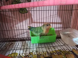 Love Bird Self Feed Baby