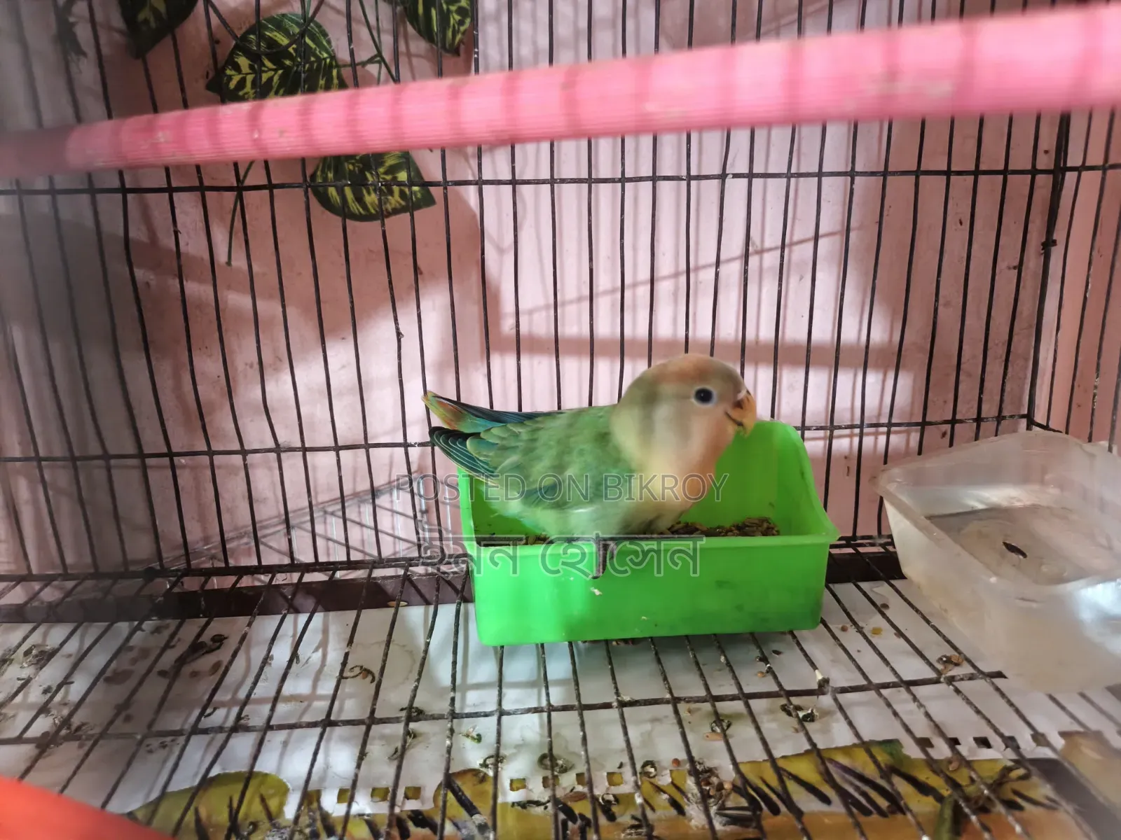 Love Bird Self Feed Baby