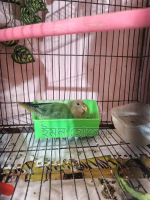 Love Bird Self Feed Baby