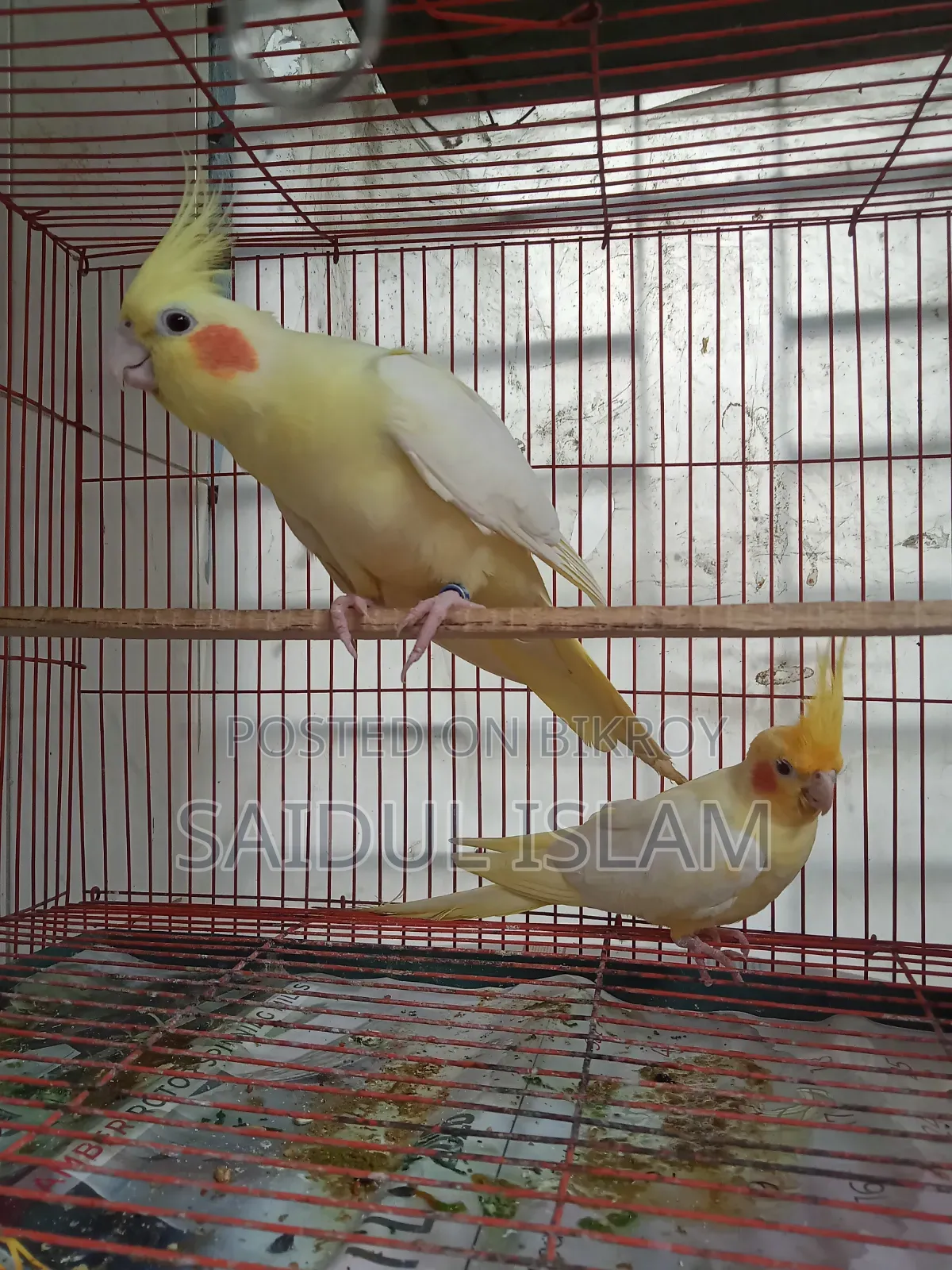 কোকাটেল পাখি