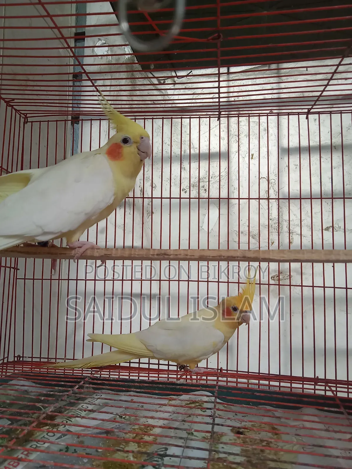 কোকাটেল পাখি