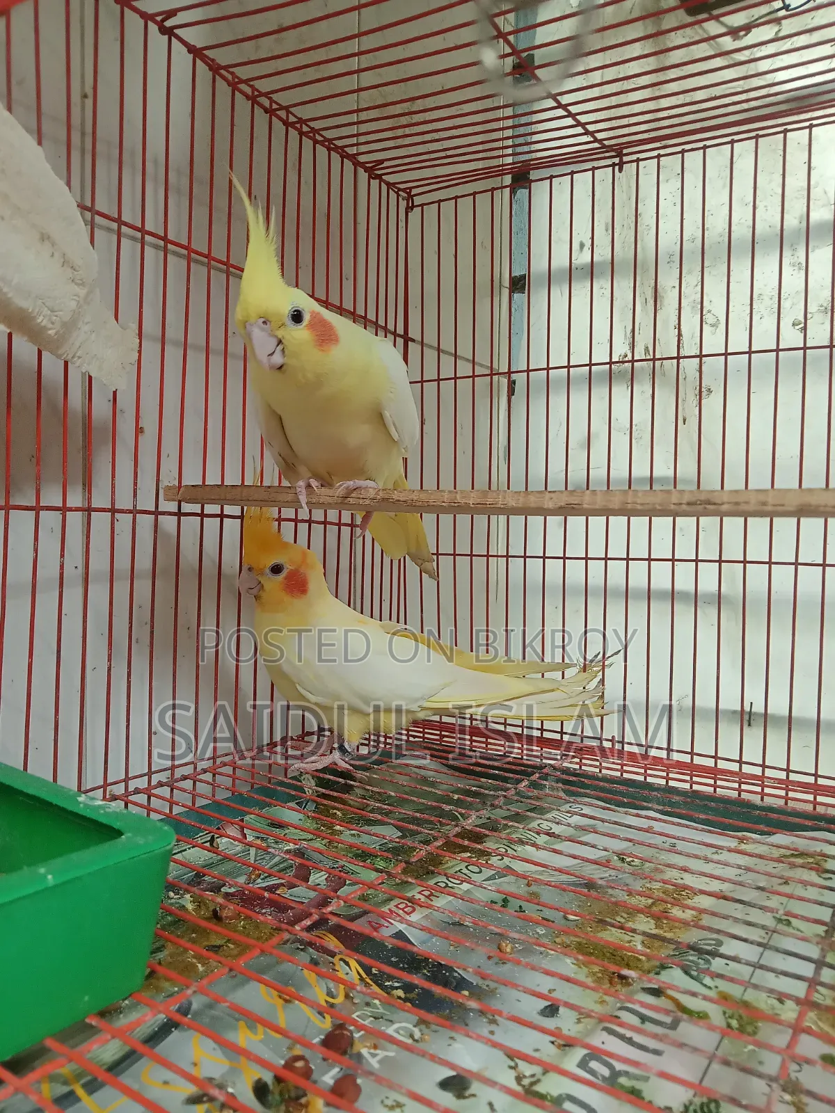 কোকাটেল পাখি
