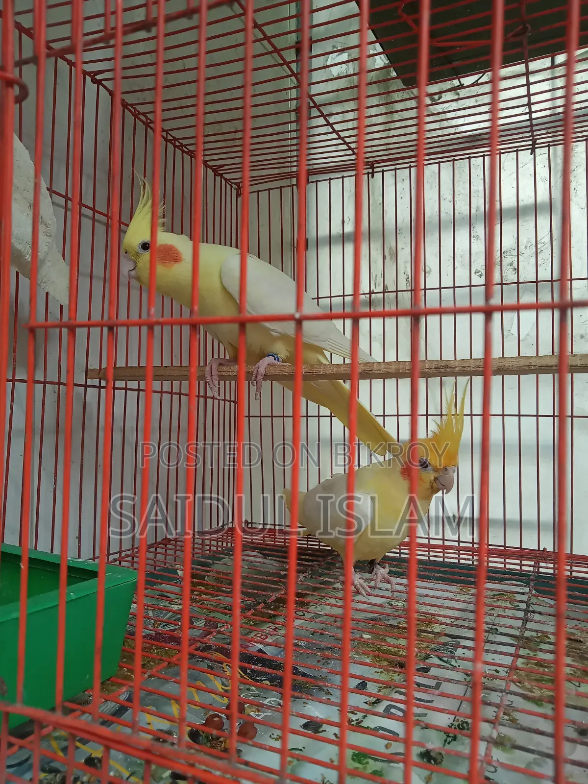 কোকাটেল পাখি