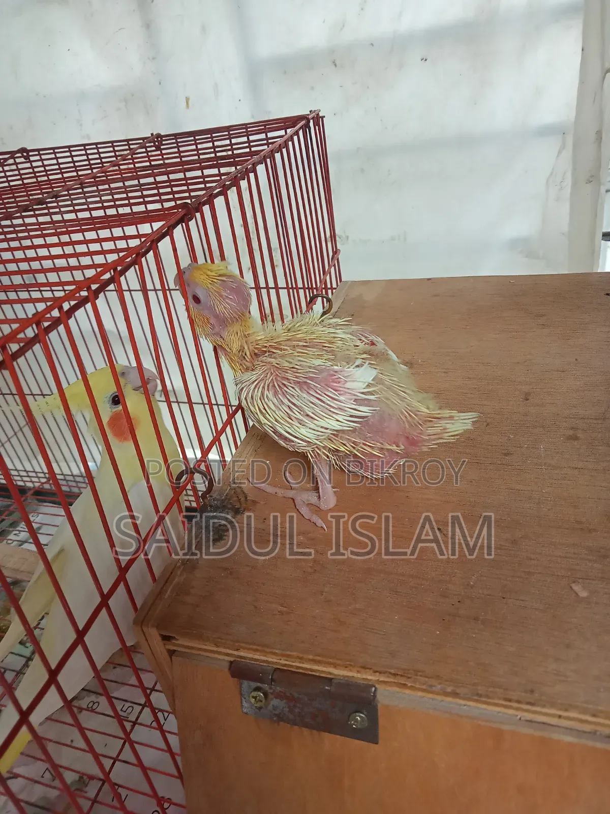 কোকাটেল পাখি