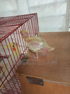 কোকাটেল পাখি