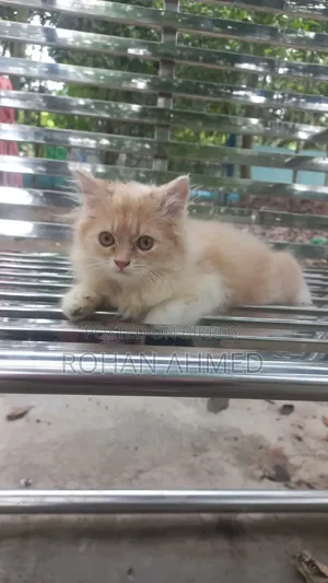 1-3 months Male Purebred Persian