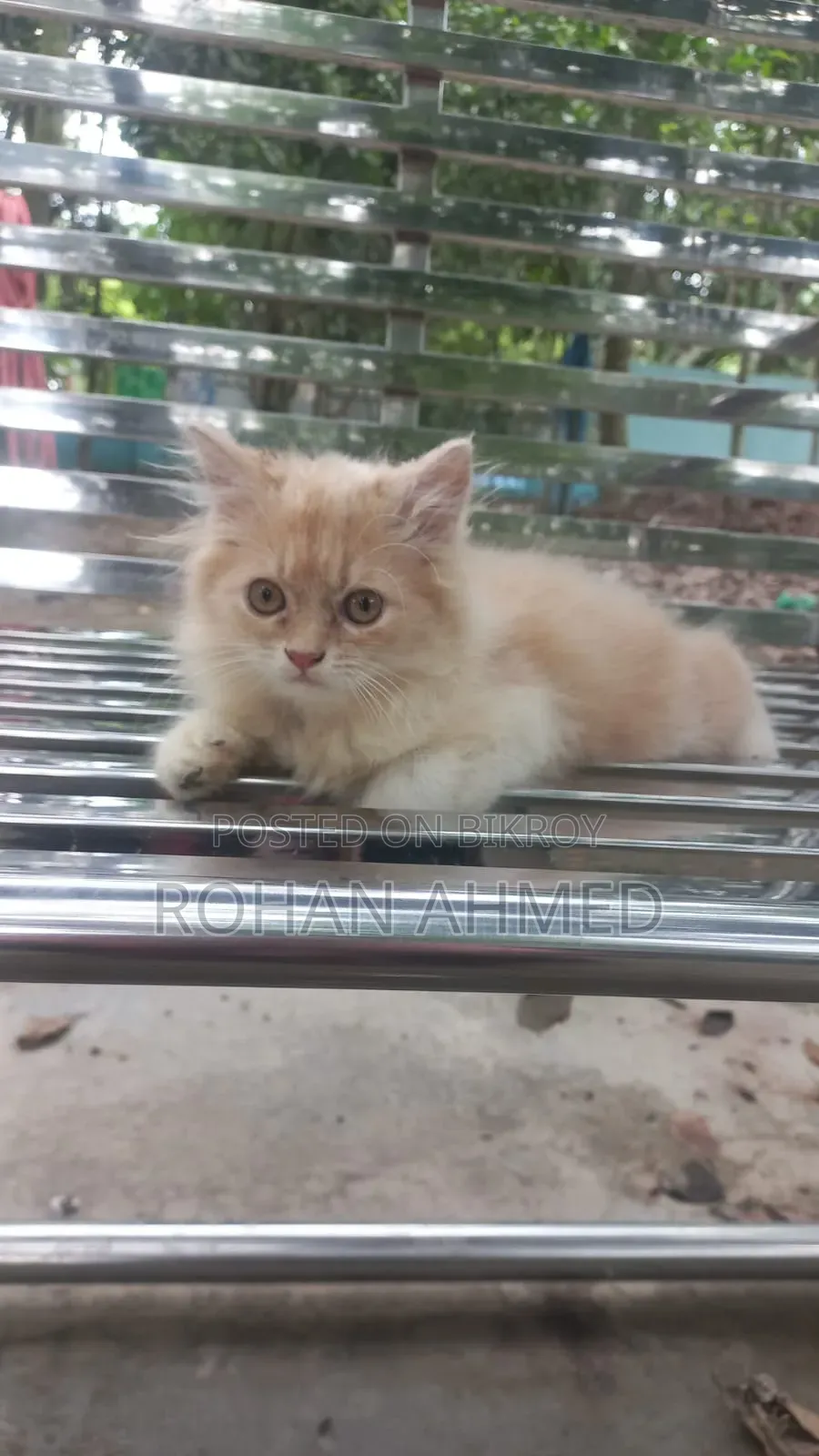 1-3 months Male Purebred Persian