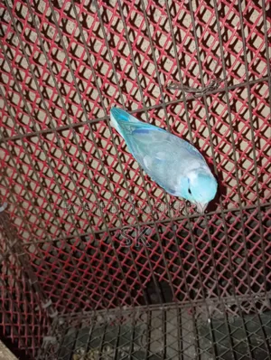 বাজুরিকা (লাভবার্ড)
