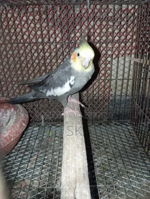 বাজুরিকা (লাভবার্ড)