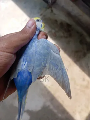 বাজুরিকা (লাভবার্ড)