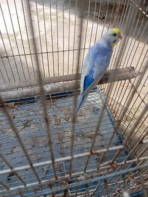বাজুরিকা (লাভবার্ড)