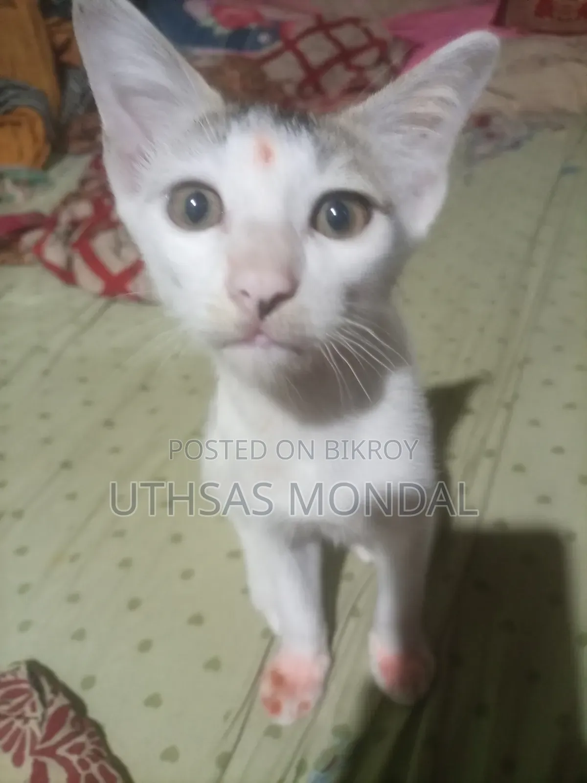 1-3 Months Female Purebred Cat