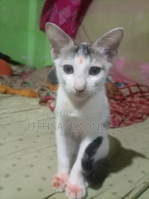 1-3 Months Female Purebred Cat