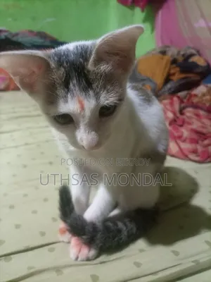 1-3 Months Female Purebred Cat