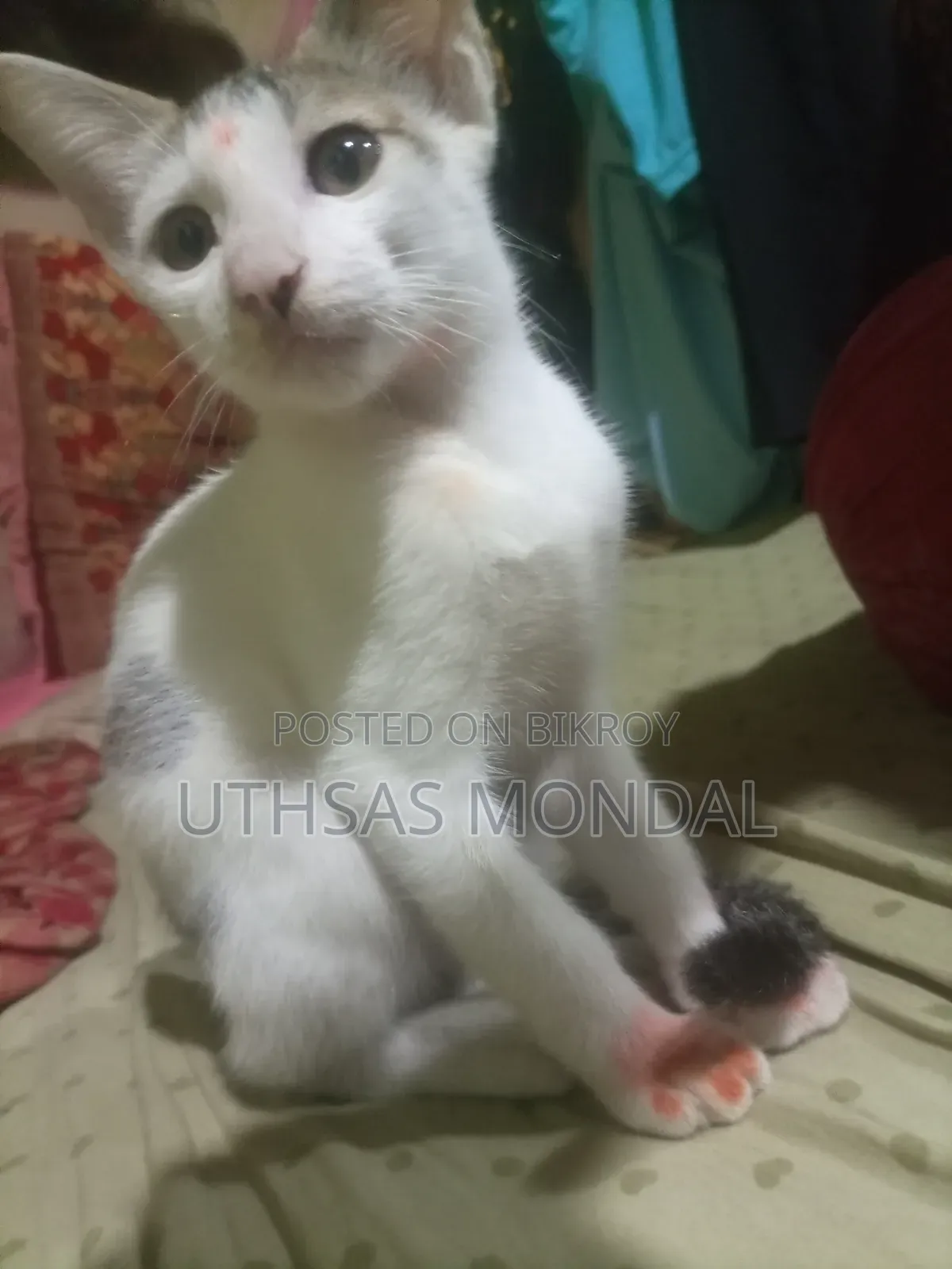 1-3 Months Female Purebred Cat