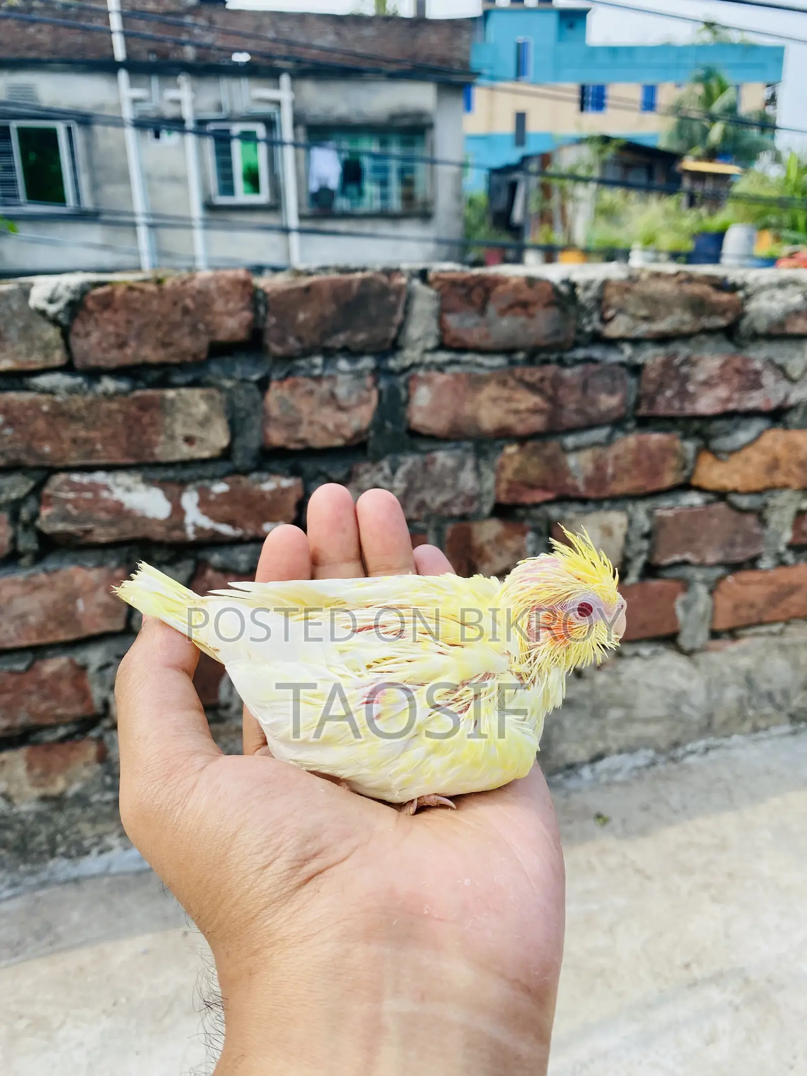 লুটিনো হেভি র্পাল ককাটেল বেবি