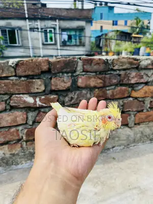 লুটিনো হেভি র্পাল ককাটেল বেবি