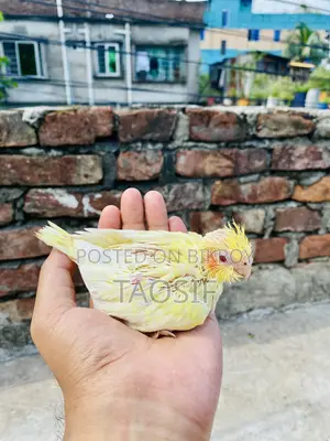 লুটিনো হেভি র্পাল ককাটেল বেবি