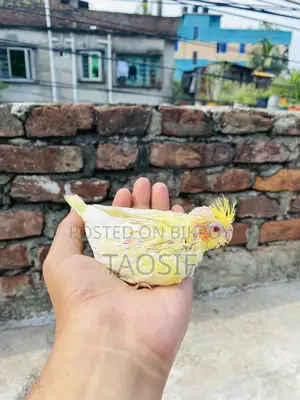 লুটিনো হেভি র্পাল ককাটেল বেবি
