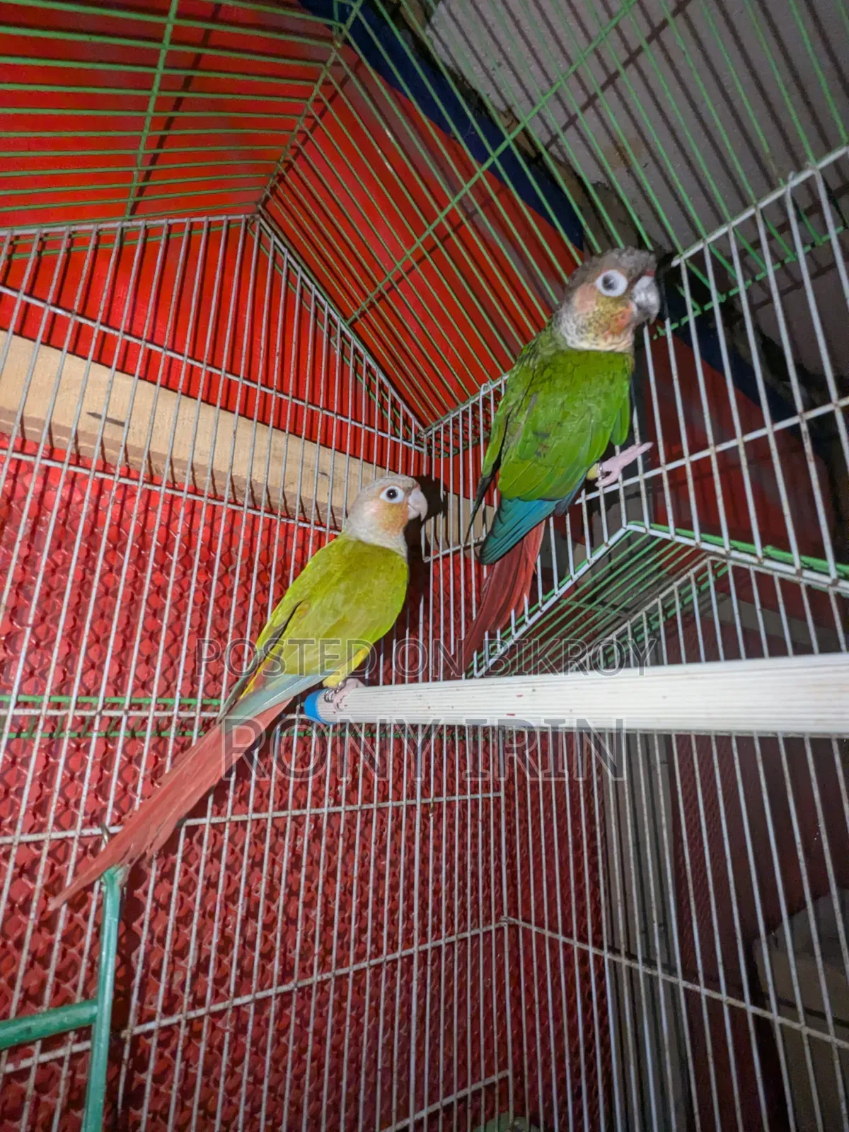 Pineapple Conure and Green Check Conure