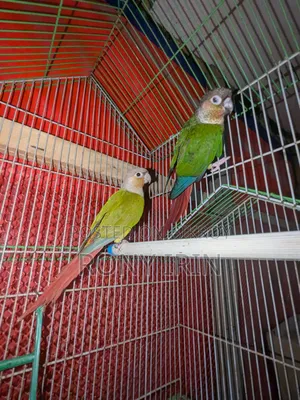 Pineapple Conure and Green Check Conure