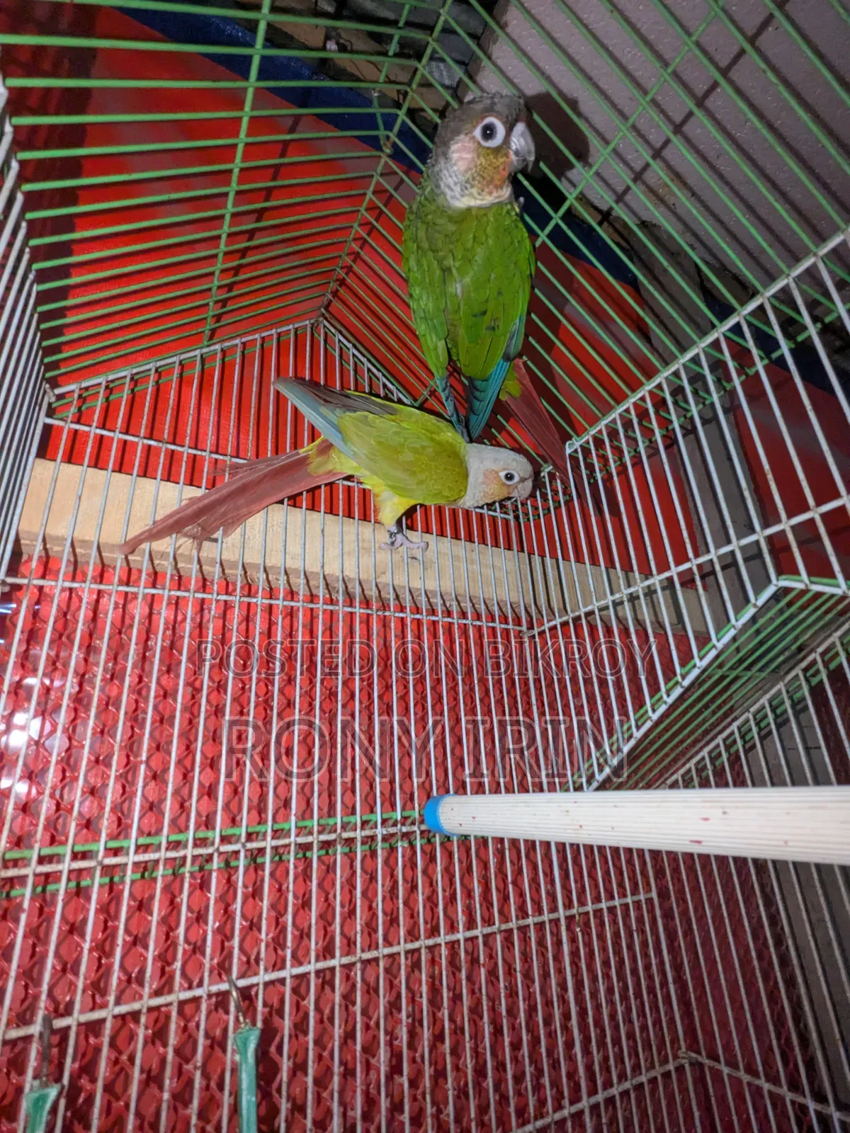 Pineapple Conure and Green Check Conure