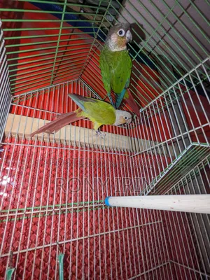Pineapple Conure and Green Check Conure