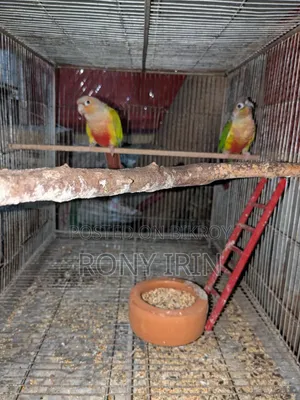 Pineapple Conure and Green Check Conure