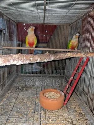 Pineapple Conure and Green Check Conure