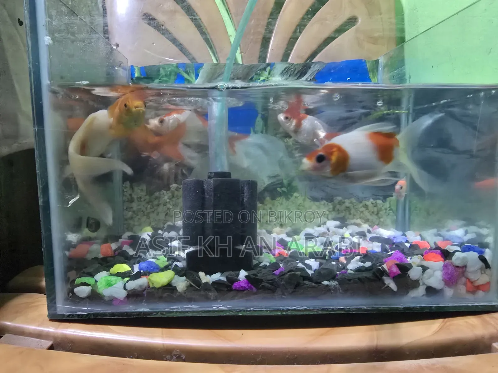 Aquarium Set